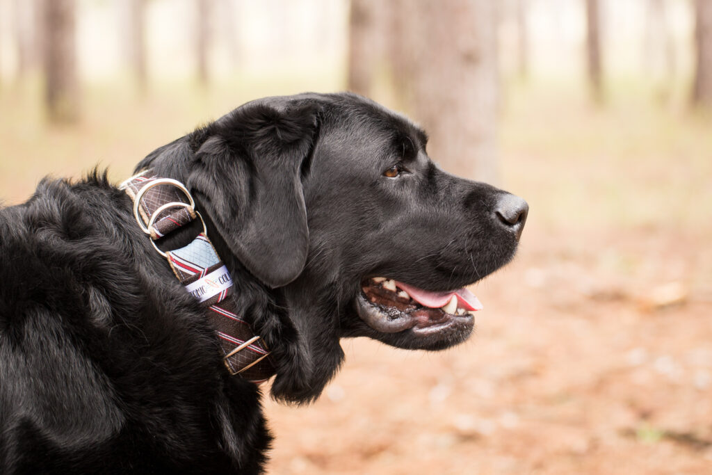 Jack the black lab wearing a unique upcycled necktie dog collar.
